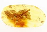 Fossil Spider, Flea Beetle, and Ant-Like Stone Beetle in Baltic Amber #284602-2